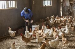 拉白痢、喜臥、腿瘸等大腸桿菌現象層出不窮？