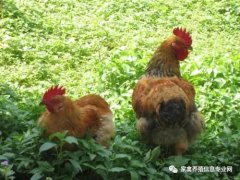 夏季高溫解暑抗應(yīng)激解決腸道菌群紊亂?。? /></a>
                                                        </div>
                                                    </div>
                                                    <div   id=