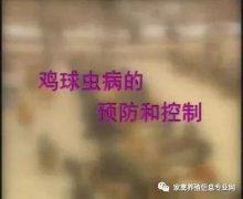夏季球蟲(chóng)到底該怎么預(yù)防治療？都在這里！