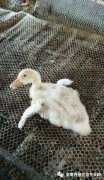 鴨子病毒性漿膜炎大片傷亡！根本治不住都想放