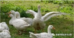 怎么治療鵝痛風(fēng)問題？快進(jìn)來看看！