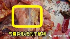 家禽氣囊炎其實(shí)不難治，找對(duì)方法最重要！