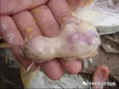 肉雞最頭疼的還是腺肌胃炎，到底該怎么解決？